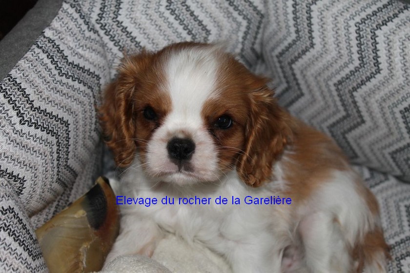 Cavalier King Charles : Olaf du rocher de la Garelire